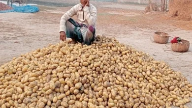 Potato crop failure paralyzed the country.