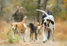 The most popular hunting breeds are greyhounds and scent hounds.