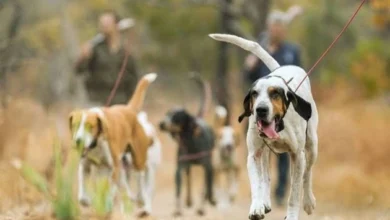 The most popular hunting breeds are greyhounds and scent hounds.