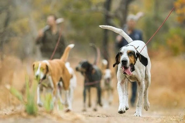 The most popular hunting breeds are greyhounds and scent hounds.