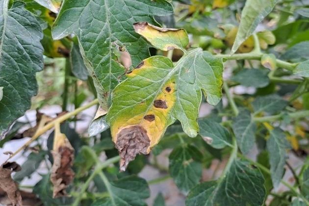 Witch's broom is either a fungal infection, a parasite, or a genetic mutation.
