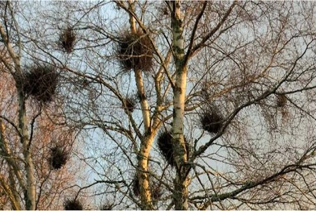 Witch's broom on a birch tree.
