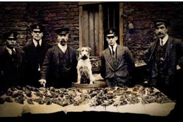 A rat catching dog of the terrier breed 