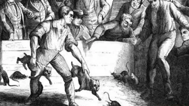 Entertainment rat baiting.