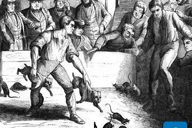 Entertainment rat baiting.
