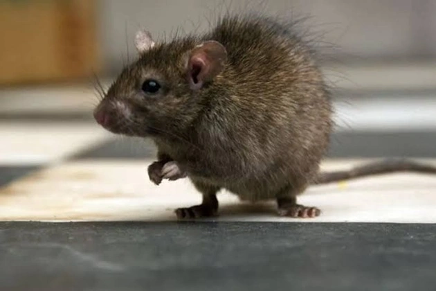 Rats were a big problem for residents.