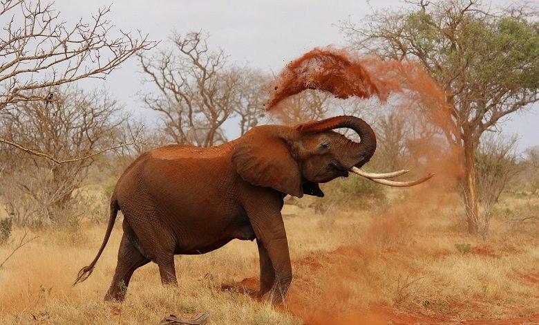 36 dead elephants found in Botswana, animals possibly poisoned