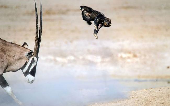 Honey badger fights antelope