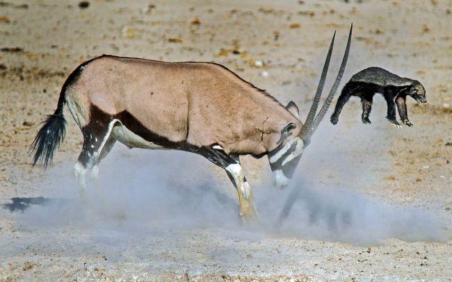 Honey badger fights antelope