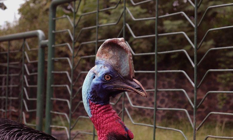 Cassowary has searched for partner in Pakistani zoo for 50 years