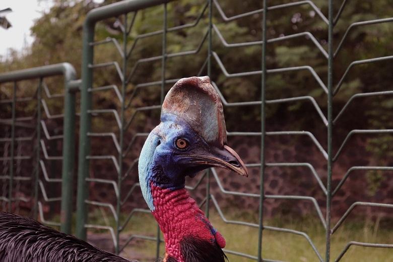 Cassowary has searched for partner in Pakistani zoo for 50 years